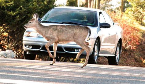 How do you minimize damage if a deer runs in front of your car?